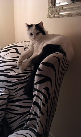 Citrus på zebrafåtöljen