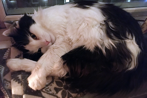 Lucifer på filten i fönstret