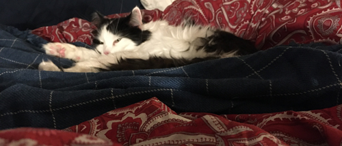 Lucifer sover på sin filt i sängen