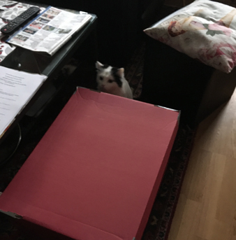 Citrus och röd jullåda