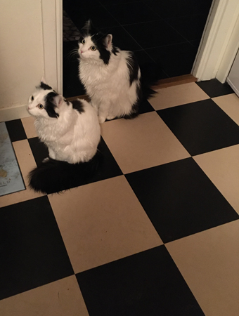 Citrus och Lucifer i matkö