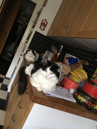 Citrus och Lucifer på en bänk i köket