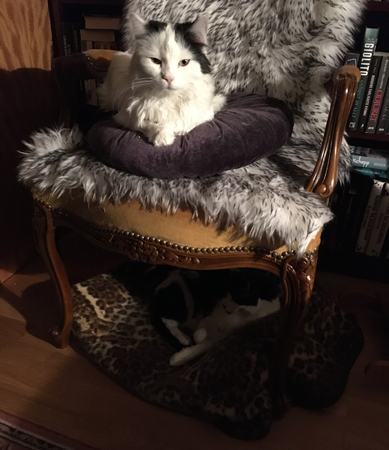 Citrus och Mini i våningssäng