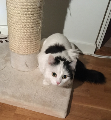 Citrus vid klöspelaren