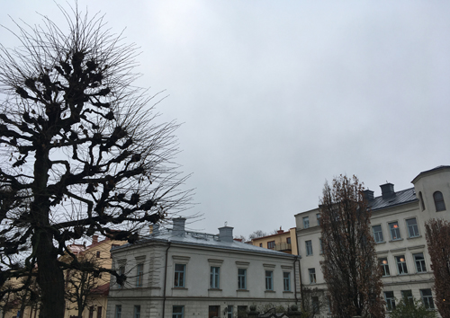 Hus och träd på Storgatan