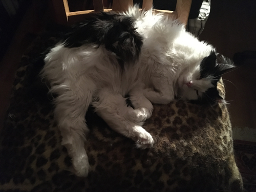 Lucifer sover på leopardfilten på stolen bredvid jobbdatorn