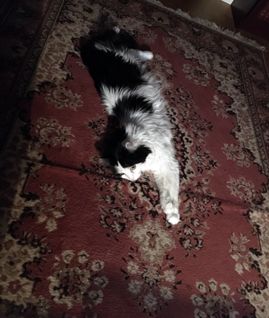 Lucifer sträcker ut sig på mattan i Bokrummet