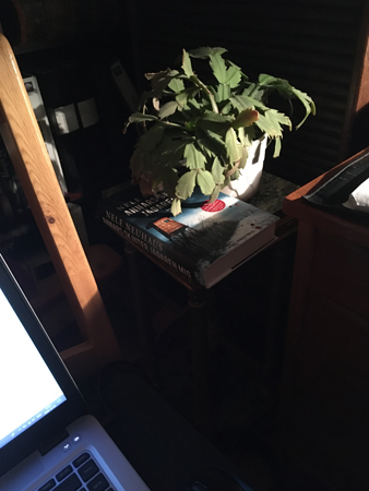 Piedestal med kaktus och bok