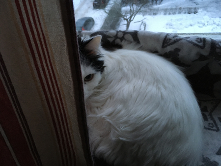 Citrus bakom gardinen