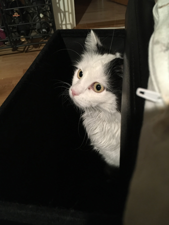 Citrus i min fotpall