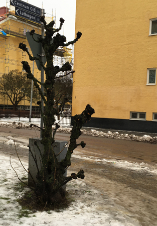 Knotigt träd och skyltar