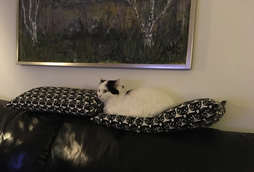 Citrus tittar på TV Citrus tittar på TV