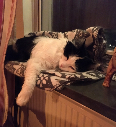 Lucifer sover i fönstret