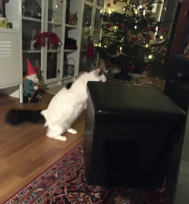 Busan Citrus kämpar med locket till Annas fotpall