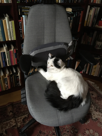 Citrus i jobbskrivbordsstolen