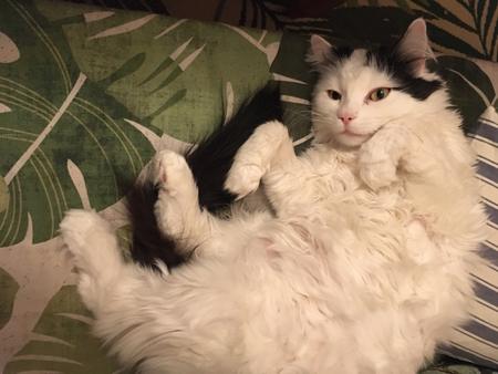 Citrus på rygg Citrus på rygg