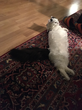 Citrus utsträckt på mattan i vardagsrummet