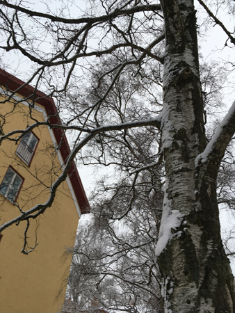 Gult hus och snöig björk i Höganäsområdet