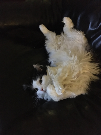 Lucifer i Annas fåtölj