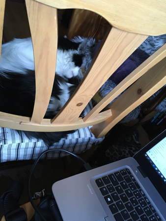 Lucifer på stolen bredvid jobbdatorn