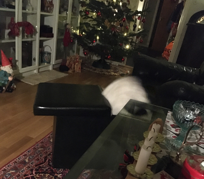 Citrus hoppar i Annas fotpall