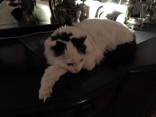 Citrus ligger utsträckt på ekbyffén