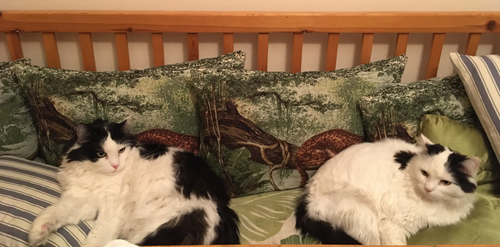 Lucifer och Citrus i Annas kökssoffa