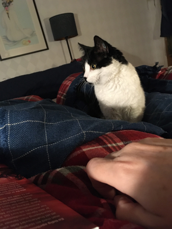 Mini på besök i sovrummet