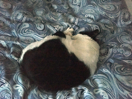 Mini sover på Es säng