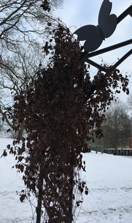 Torr växt och fjäril på portal in till Höganäsparken