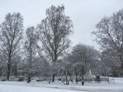 Träd i Höganäsparken