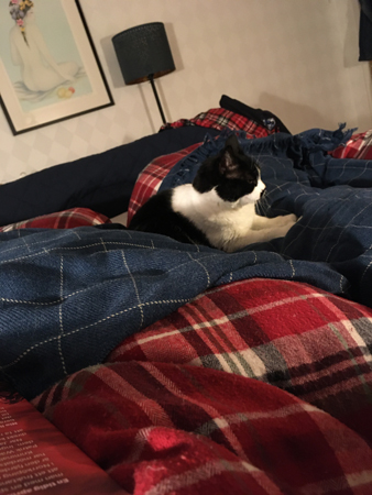 Mini slagit sig till ro på sängen