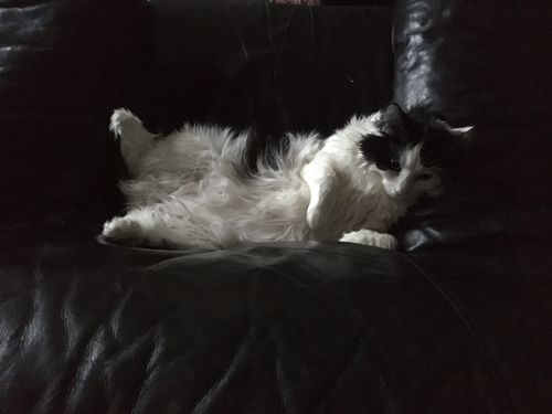 Lucifer i Annas fåtölj