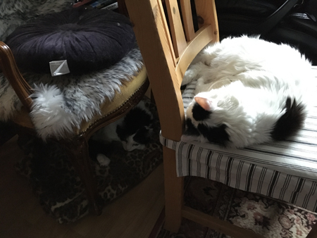 Lucifer och Citrus vid min hemarbetsplats