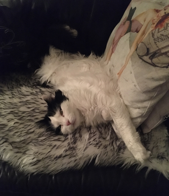 Lucifer på fällen Lucifer på fällen