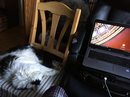 Lucifer sover på stolen bredvid jobbdatorn