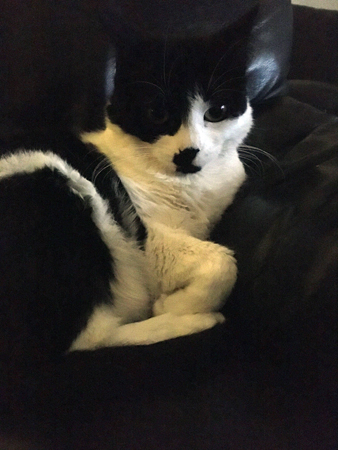 Mini i Annas fåtölj