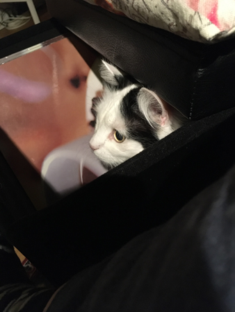 Citrus i fotpallen Citrus i fotpallen