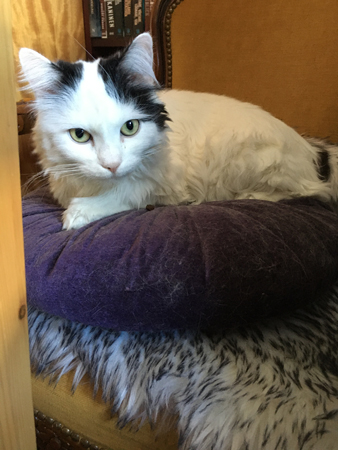 Citrus övervakar mig medan jag jobbar