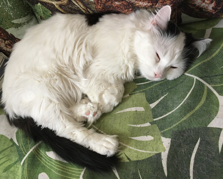 Citrus sover på Annas köksoffa