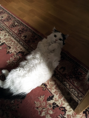 Citrus tittar på mig på rygg på golvet