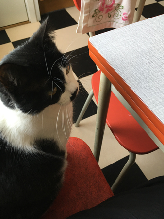 Mini bredvid mig på soffan i köket