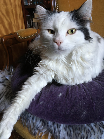 Citrus på lila kudden i Bokrummet