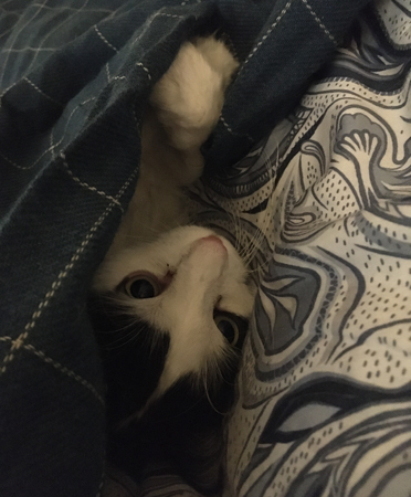 Lucifer tittar fram under filten