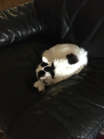 Citrus i Annas fåtölj