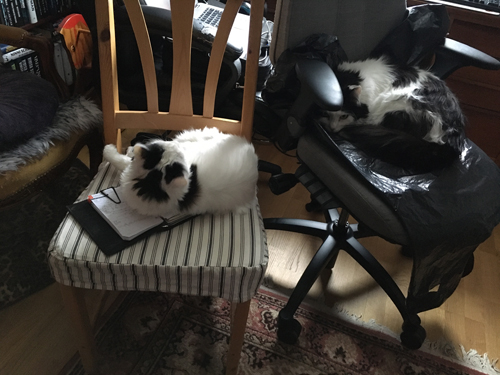 Citrus och Lucifer har intagit min hemarbetsplats