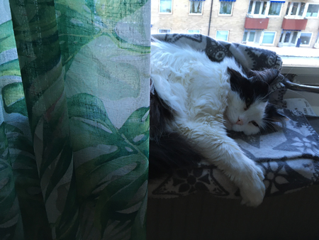 Lucifer i Djungelrumsfönstret