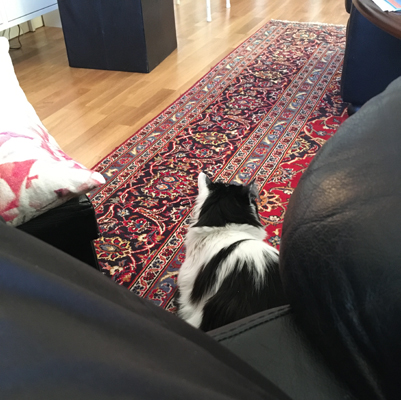 Lucifer nära mig när Anna dammsuger