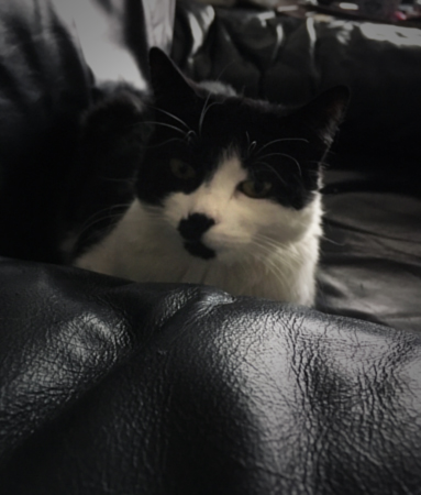 Vaken Mini i Annas fåtölj