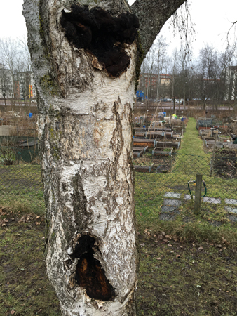 Björk med hål i stammen